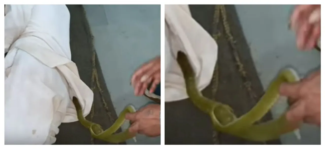 Venomous green snake removed from sleeping manâ€™s shirt, WATCH scary video