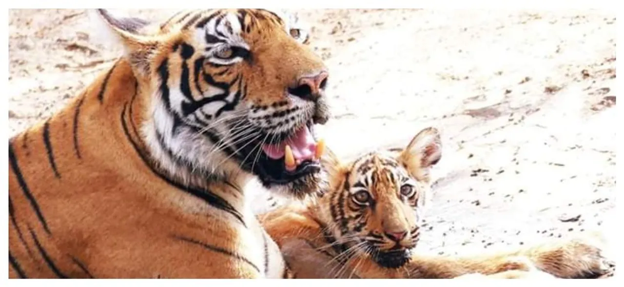 Tigress T-73 gives birth to three cubs at Ranthambore Tiger Reserve