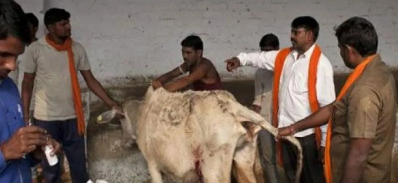 Madhya Pradesh likely to become first state to have law against cow vigilantism