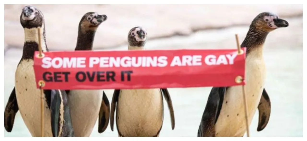 Penguins Gay Parade: London zoo holds first ever pride parade â€˜because some Penguins are gay, get over itâ€™