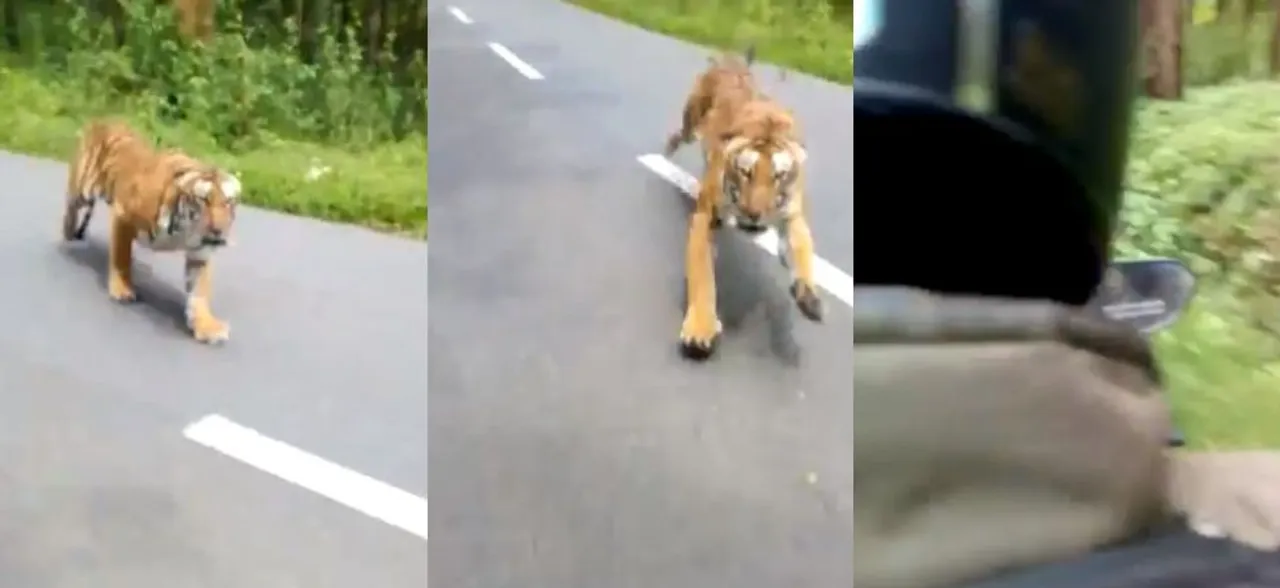 Heart-stopping moment of tiger chasing biker in Kerala sanctuary goes viral, watch video 