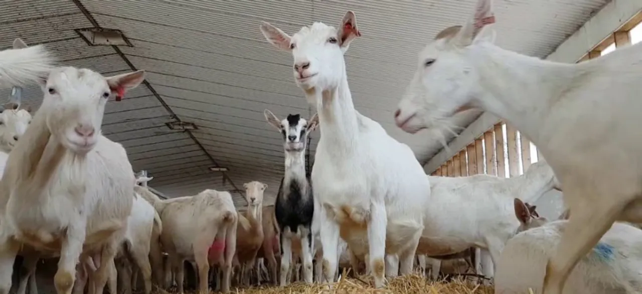 Goat milk formula can benefit infant gut health against gastrointestinal infections: Study 