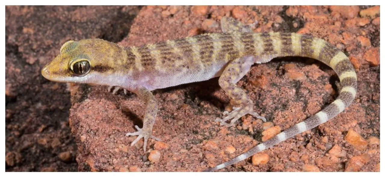 Man who ate 'lizardâ€™ as challenge dies of â€˜salmonella infectionâ€™ 10 days later 
