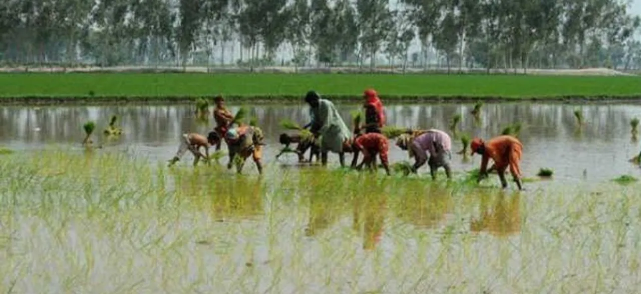 Government raises budget allocation to agriculture ministry by 78 per cent in FY'20