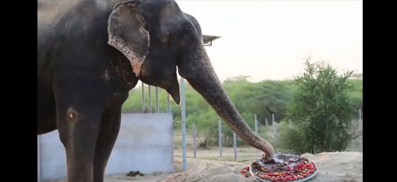 Elephant rescued from captivity celebrates five years of freedom with a special â€˜cakeâ€™