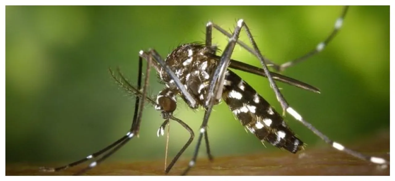 Mosquitoes can smell blood type, and guess which TYPE is their favourite