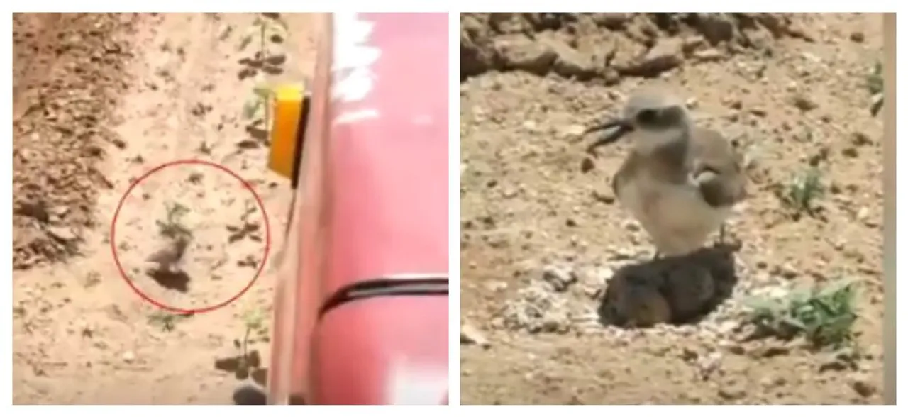 When animals protest! Mother bird stops moving tractor to protect her eggs, WATCH