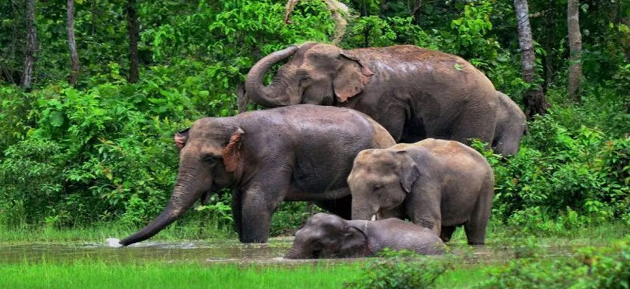 Kerala government to set up Rs 105 crore elephant rehabilitation centre