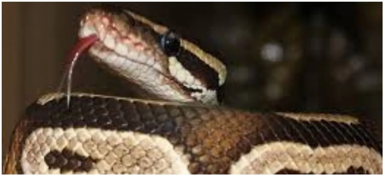 Do snakes love milk? Here's your ultimate guide to BUST cobras of myths