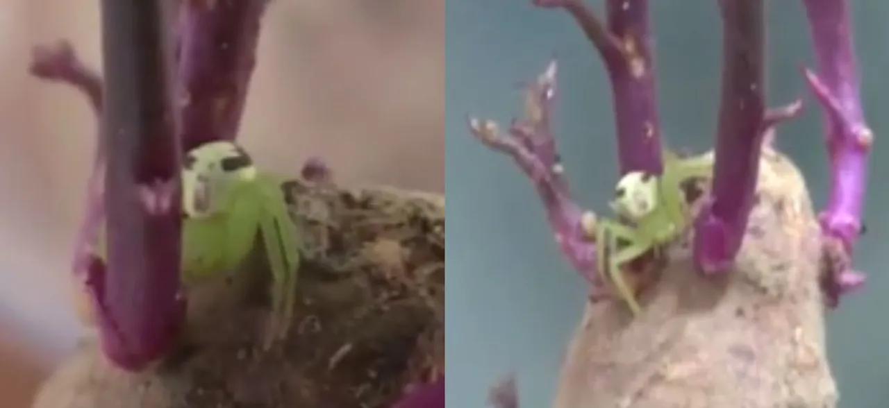 This spider with human-like face on back will creep you out, watch VIDEO 