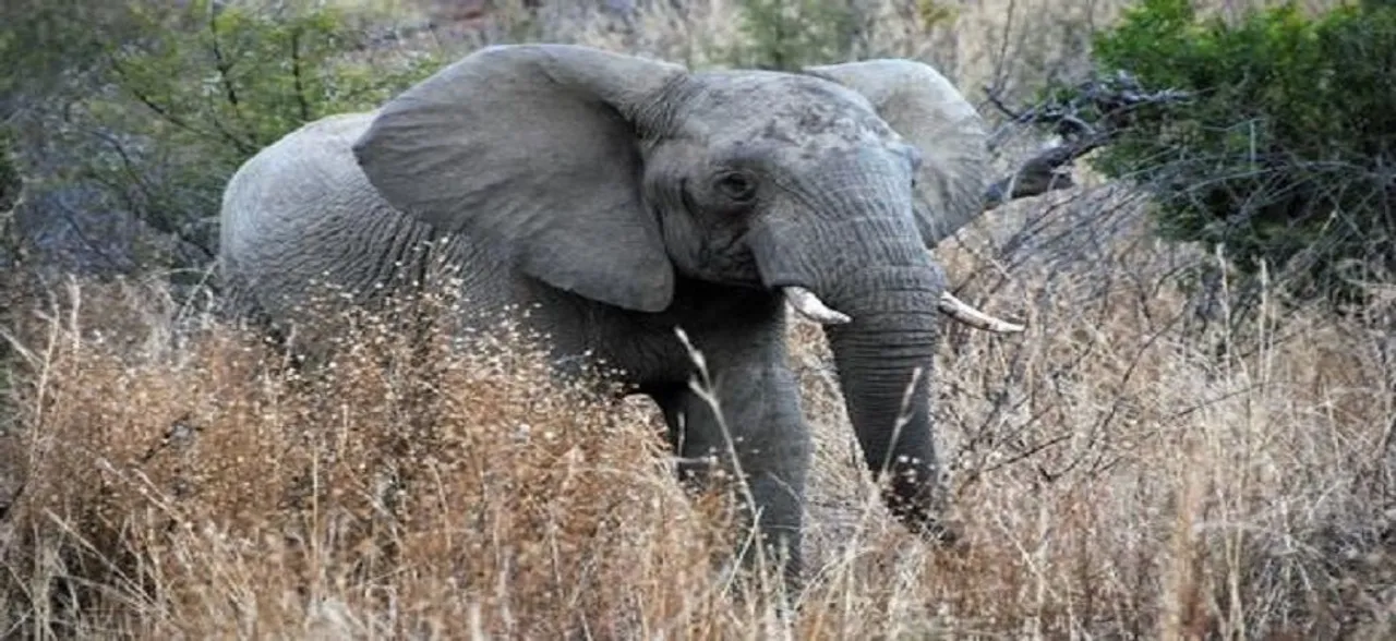 Singapore makes its biggest ever illegal ivory seizure
