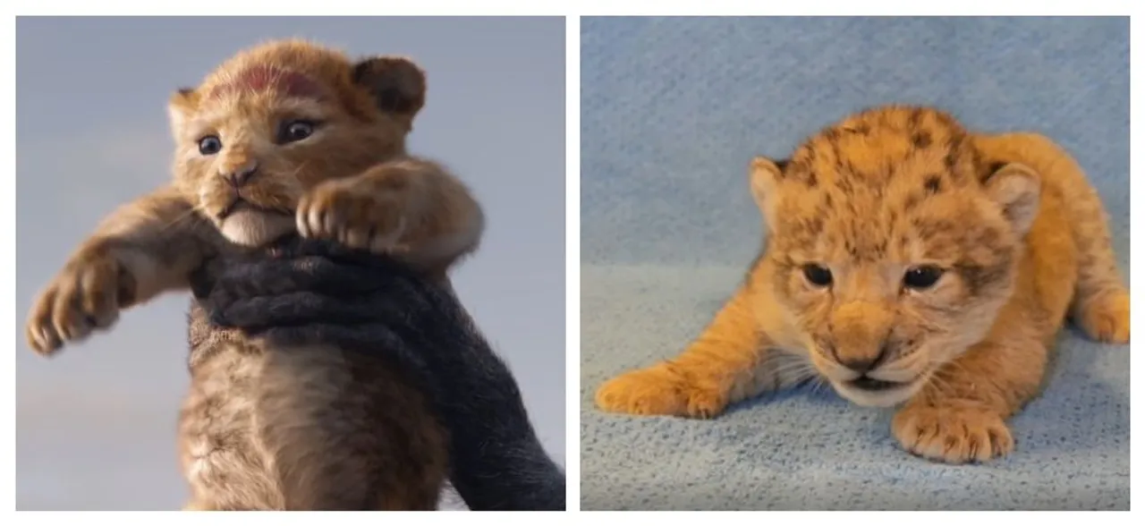 WATCH: Meet Bahati, the cub that was the model for Baby Simba in 'Lion King' remake