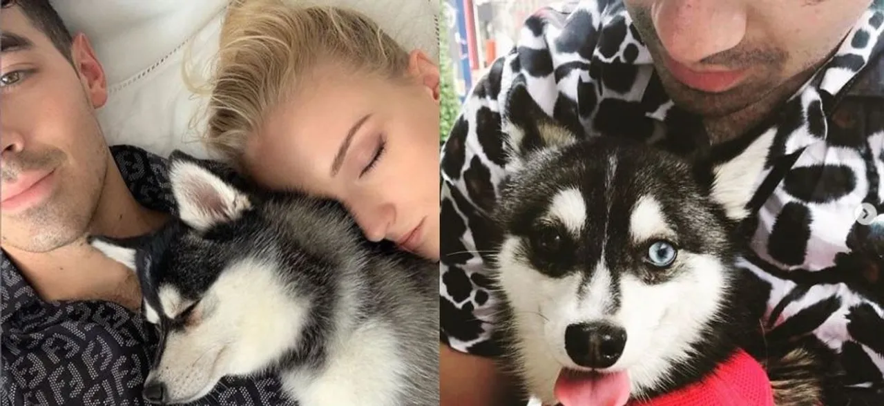 Sophie Turner and Joe Jonas' pet dog with 45K Instagram followers killed in car accident