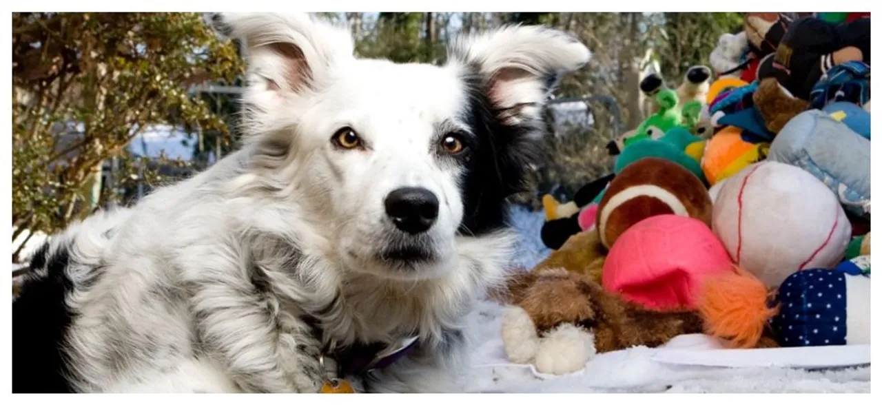 â€˜Worldâ€™s smartest dogâ€™ who can recognise over 1000 words dies at 15