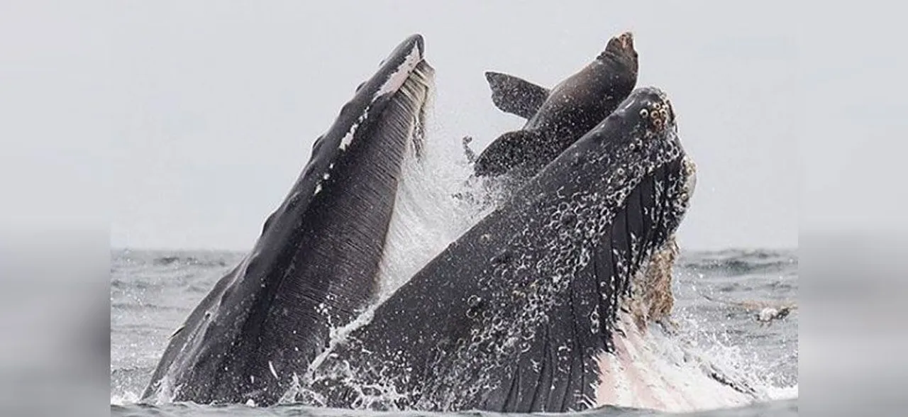 SPECTACULAR shot captures sea lion falling into mouth of whale
