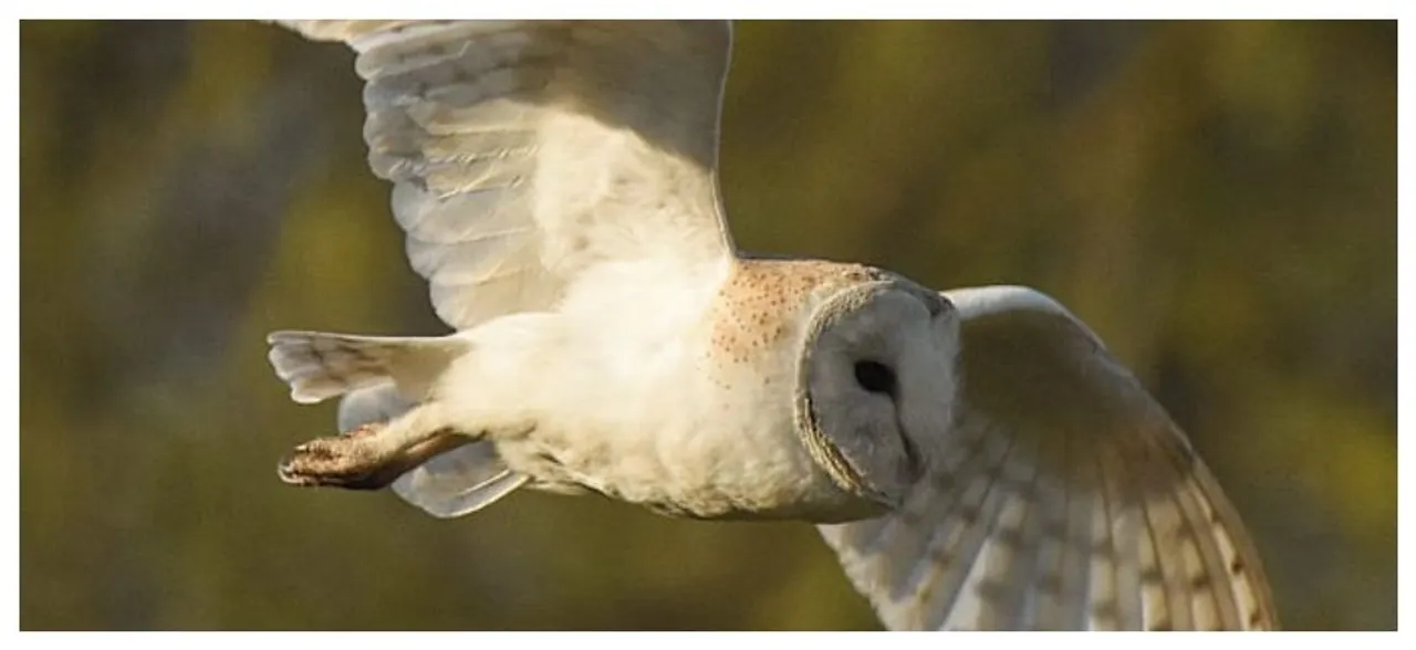 Barn owls may hold key to navigation, location devices: Study