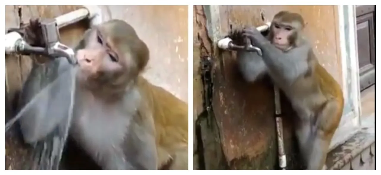 Humans are you watching this? Monkey drinks water then CLOSES tap in this viral video, WATCH