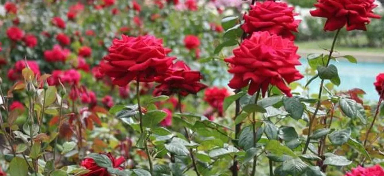 Lt Governor Anil Baijal inaugurates rose garden with 90 varieties in Delhi