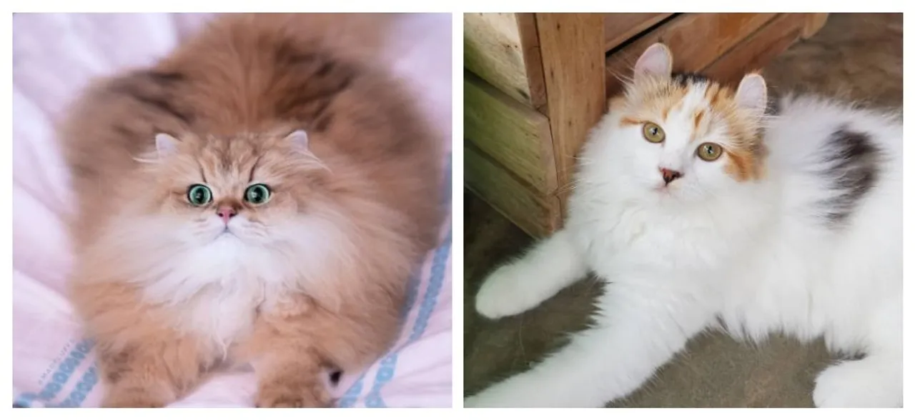 International cat day 2019: Most expensive breeds you can get today