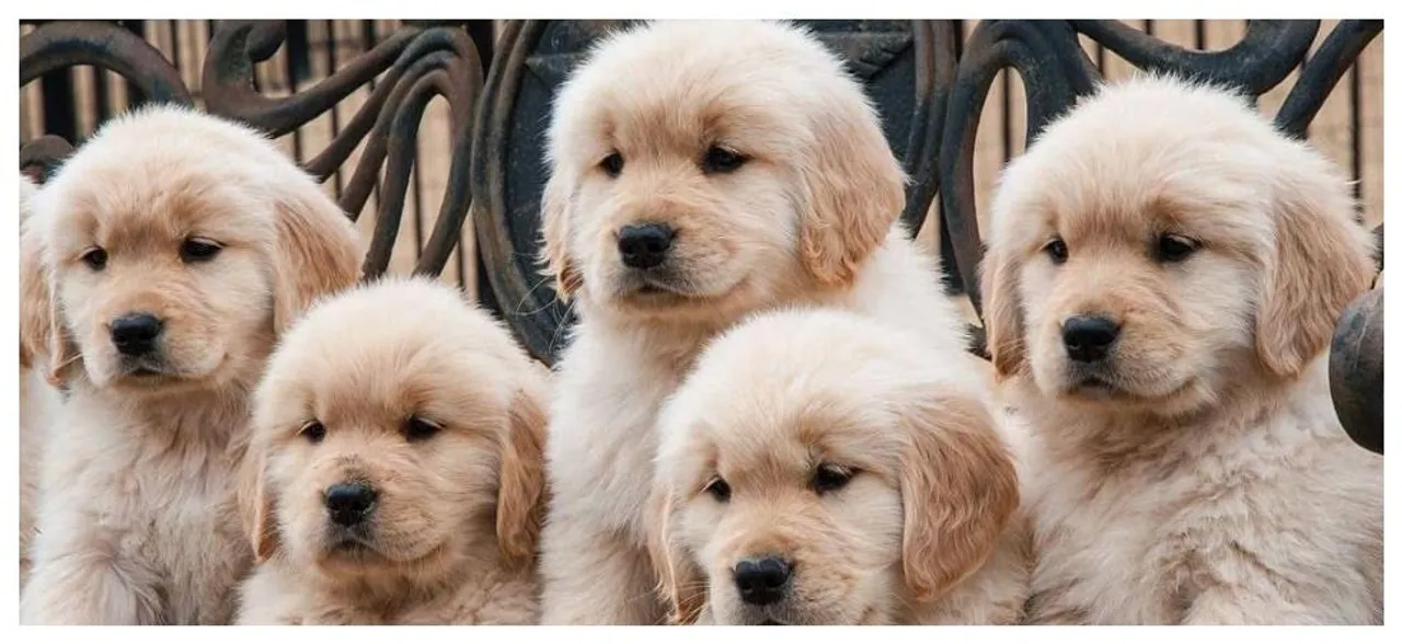 Chocolates have been known to be dangerous to dogs, hereâ€™s what you should do if your pooch ingests them