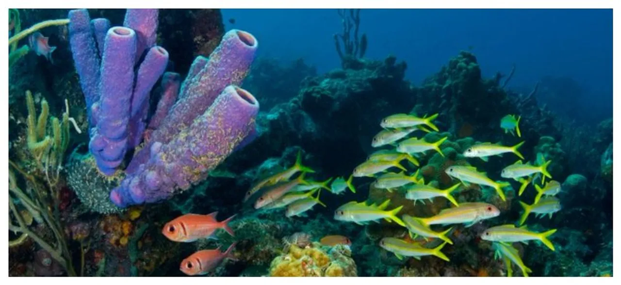 Heatwaves kill coral reefs far faster than thought: study