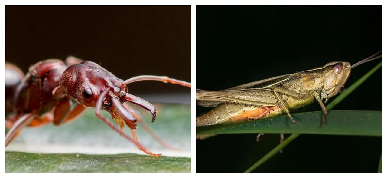 Eating ants, grasshopper could protect you against Cancer, study finds