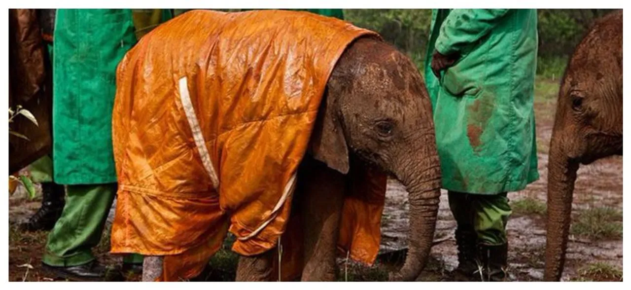 Captive elephants experience stress says study