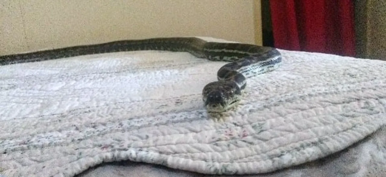 Python falls from ceiling to bed, pictures will definitely leave you scared