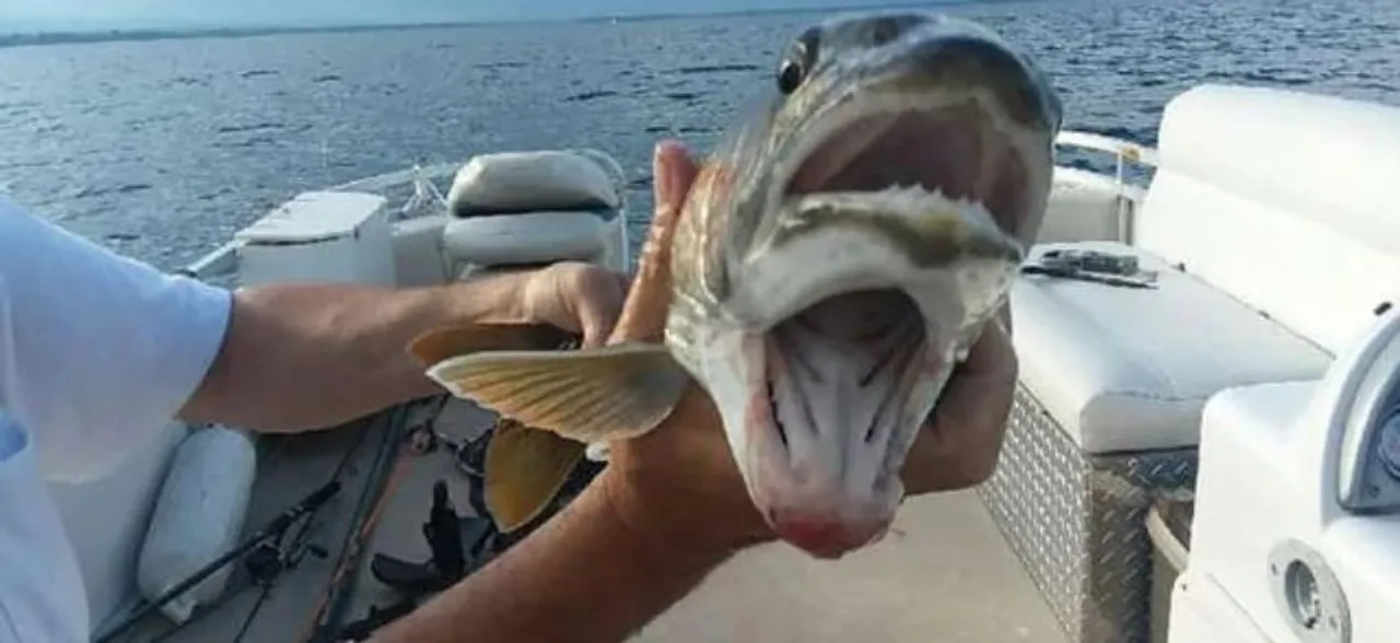 Fish with â€˜two mouthsâ€™ leaves the internet in shock, details INSIDE 