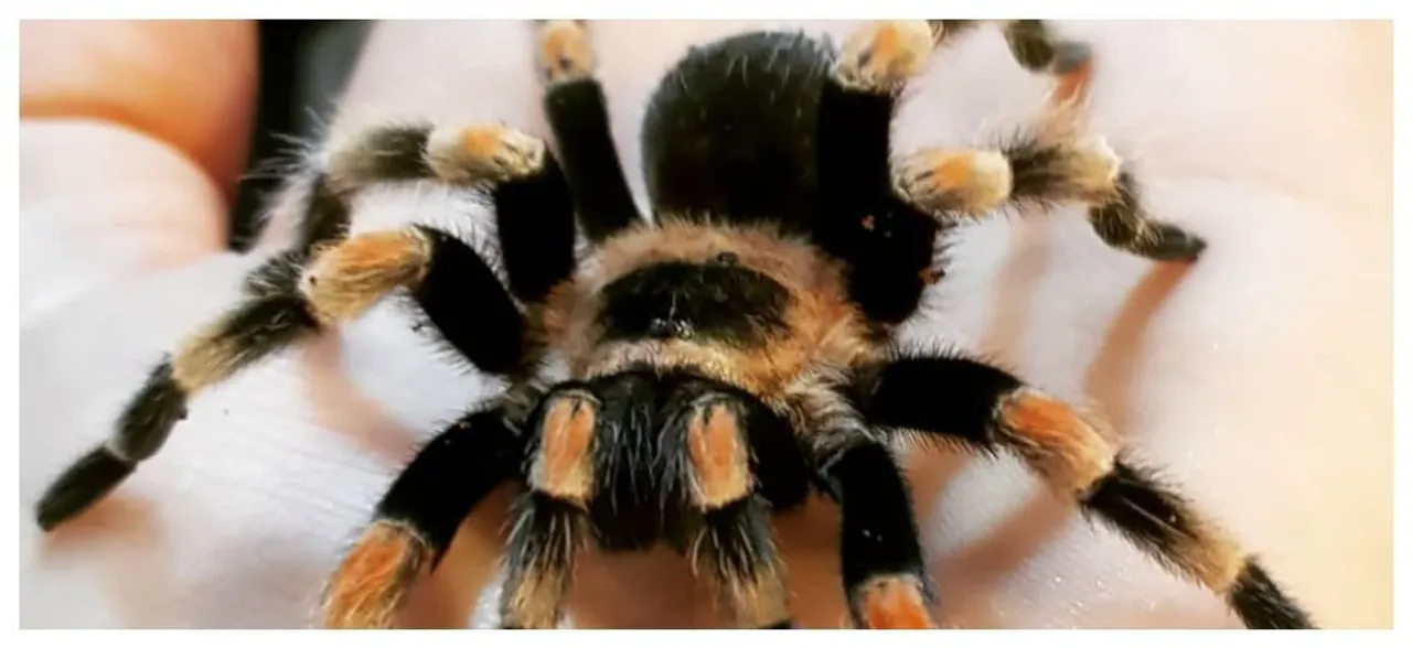 Hurricanes drive evolution of more aggressive spiders: Study