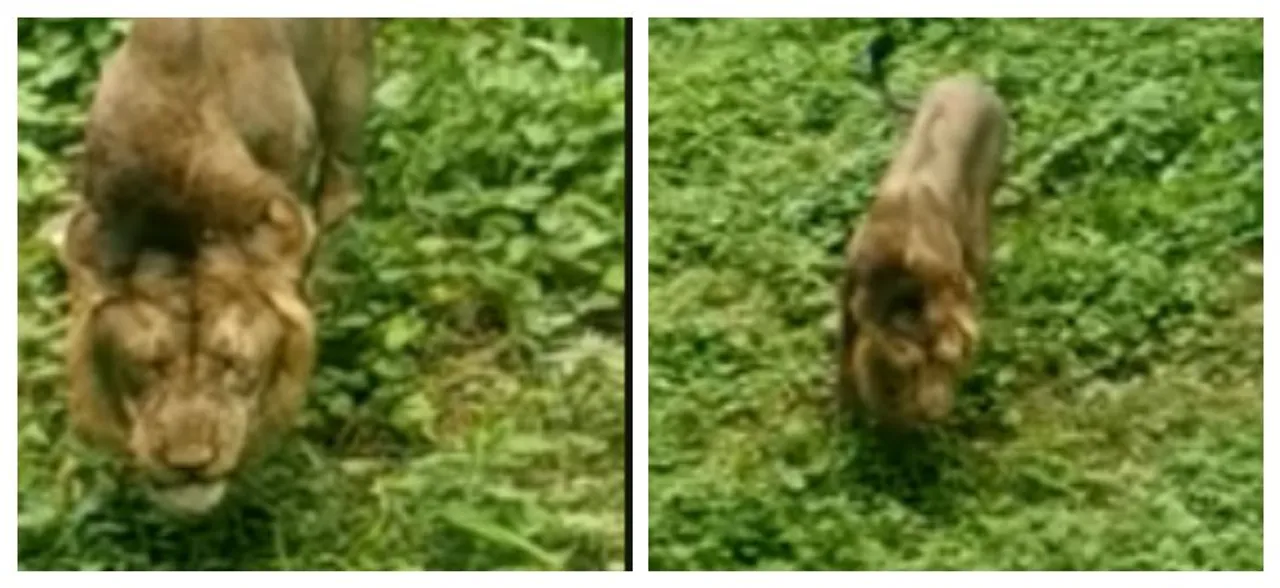 WATCH: Viral Video Of Lion Eating Grass In Gir Forest Shocks Netizens, Hereâ€™s Why Big Cats Eat Them