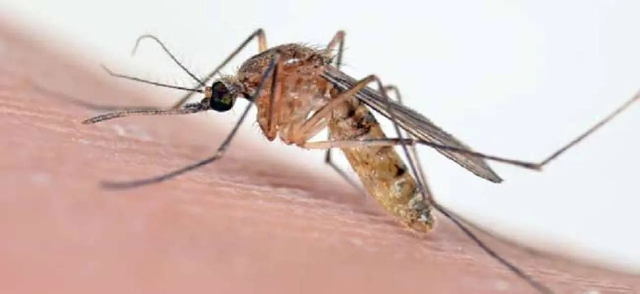 Study in mice shows how chikungunya virus may cause joint pain
