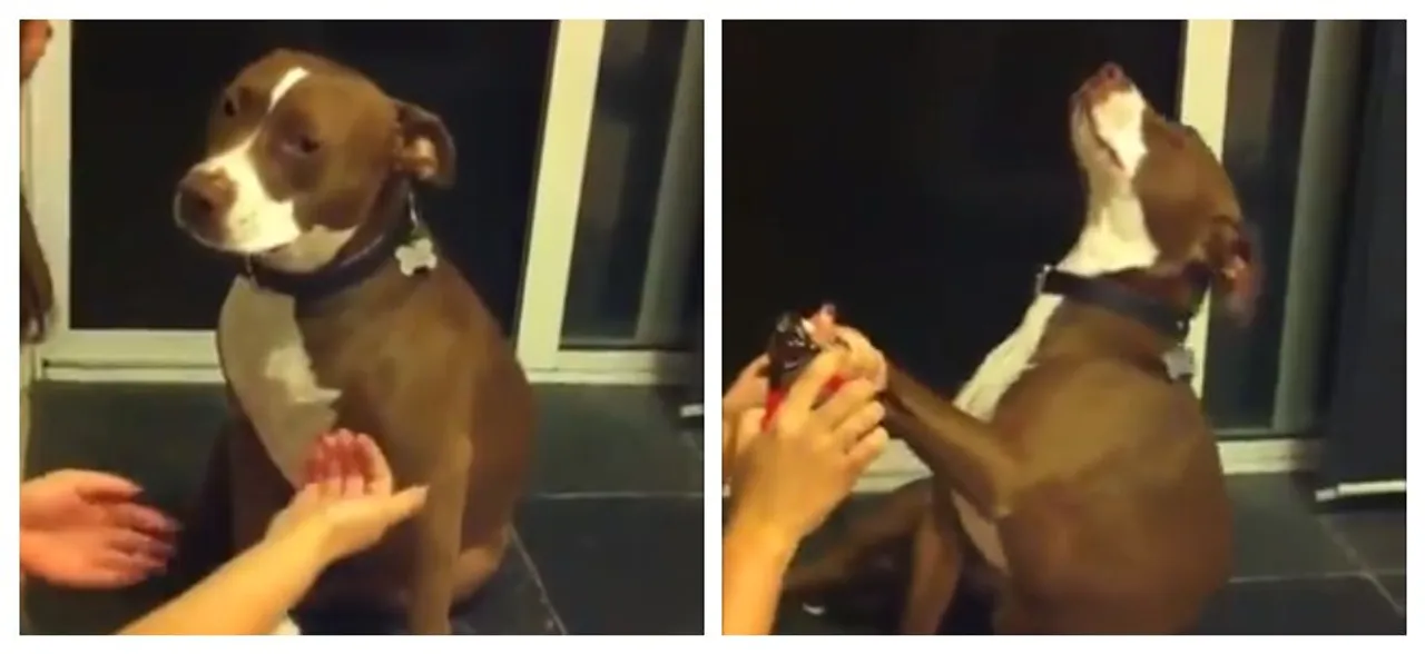 Pitbull Doggo Delivers Oscar-Worthy Performance Of â€˜Fake Faintingâ€™ To Avoid Nail Trimming, WATCH