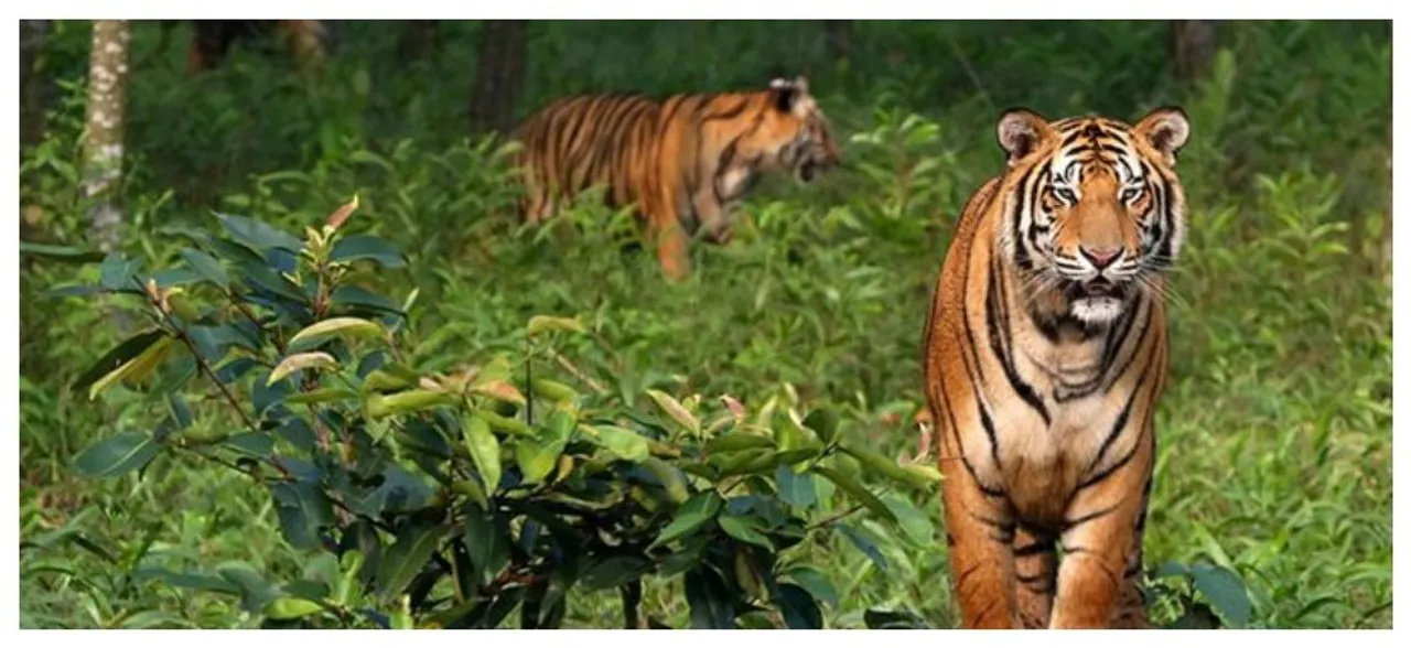 Delhi Zookeeper Left Without Finger After Tiger Claws It Off While Feeding It Water