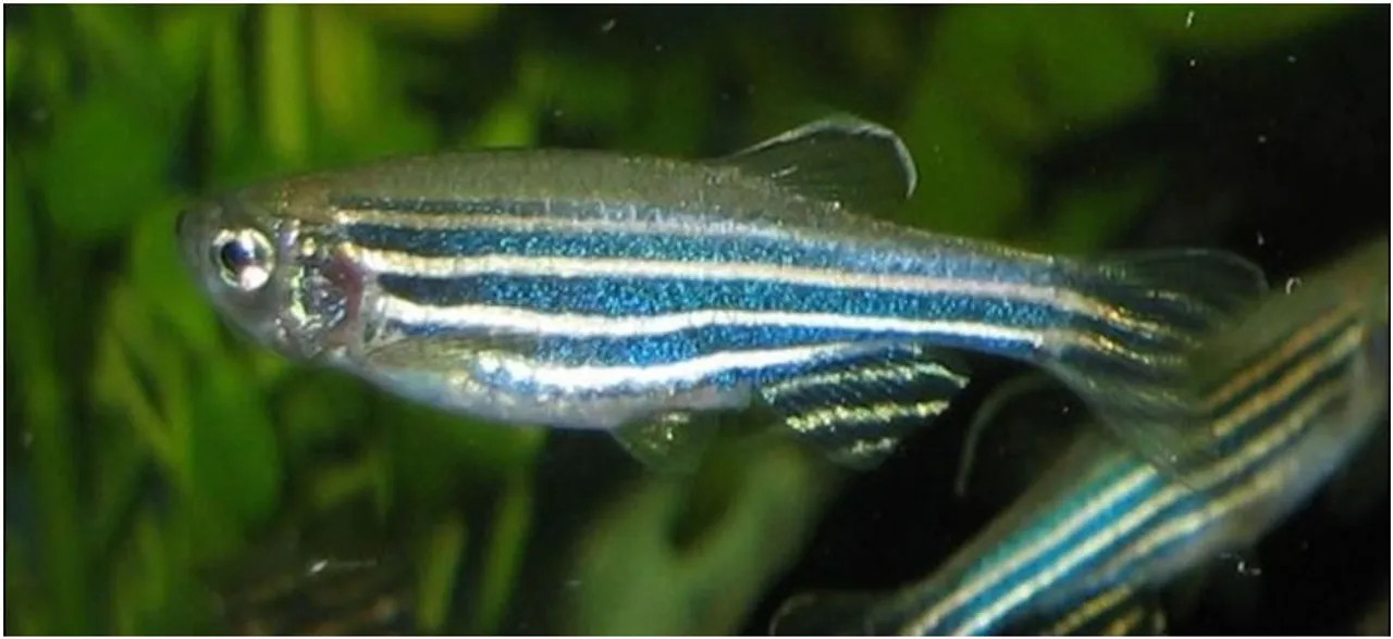 Zebrafish May Hold Key To Retina Regeneration: Study