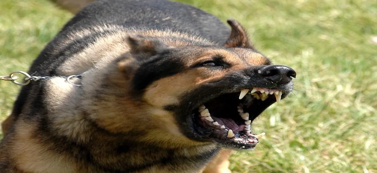 IAF Officer's Wife Booked After Her German Shepherd Bites Hindu Yuva Vahini Functionary