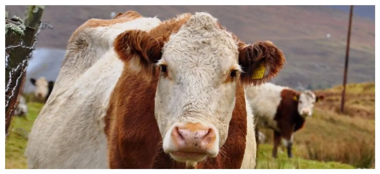 â€˜Chemical Engineersâ€™ In the Animal Kingdom That Will Leave You Amazed