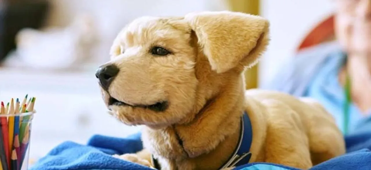 Ghaziabad: Owning A Dog To Cost More, Penalty For Allowing Pets To Defecate In Open