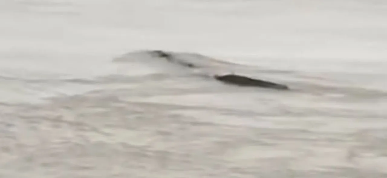 Mysterious Underwater Creature Called 'Three Gorges Water Monster' Reveals Itself  As Airbag!