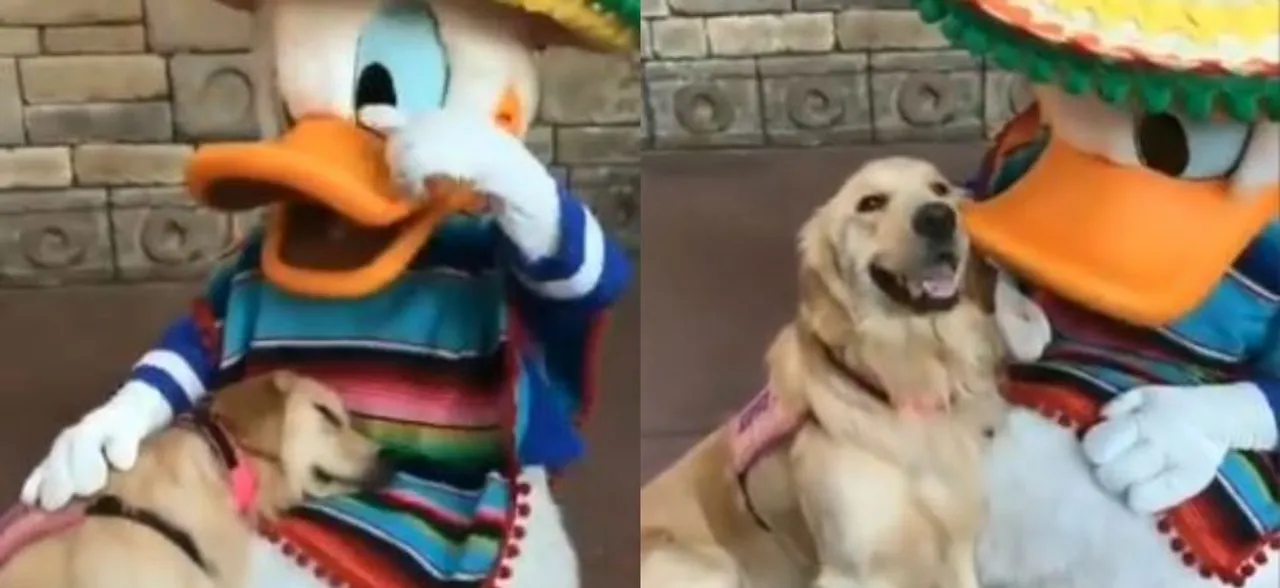 This Video Of Service Dog Meeting Donald Duck Leaves Internet Teary-Eyed, Watch Here