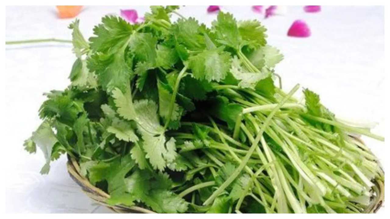 Hate For Coriander Is Real And Science Has Answers To Back Up Why Some People Hate â€˜Dhaniya Pattaâ€™