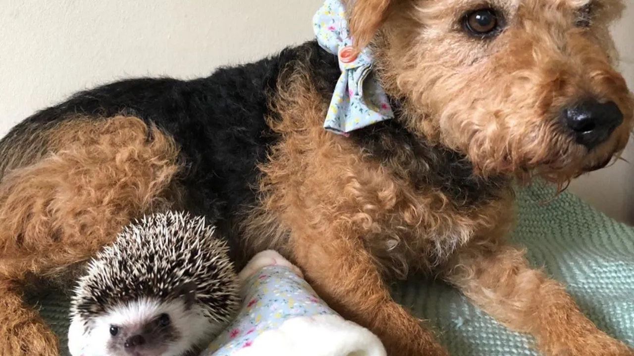 This Dog And Hedgehog Are Just Inseparable, Check Out Their Adorable Pics