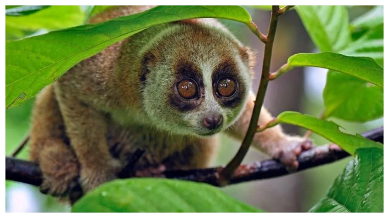 On World Animal Day Let Us Look At 5 Cute Animals That Are Way More Dangerous Than They Appear 