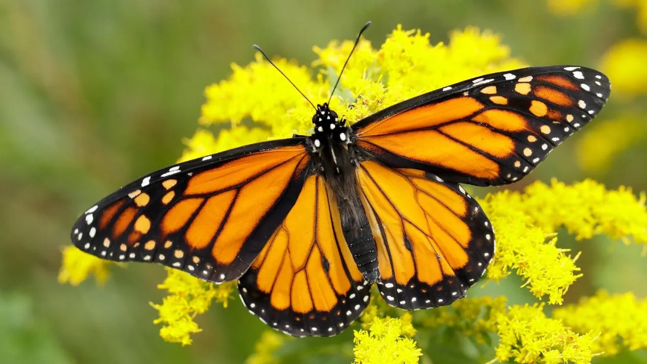 Monarch Butterfly's Toxin Resistance Conferred In Fruit Flies, Claims Study 