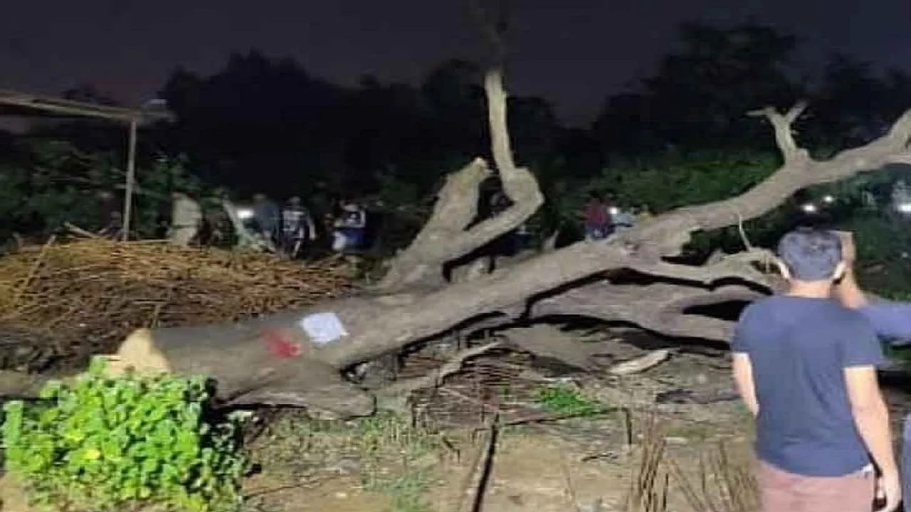 Supreme Court Special Bench To Hear Aarey Colony Case Today,  Protesters Get Bail