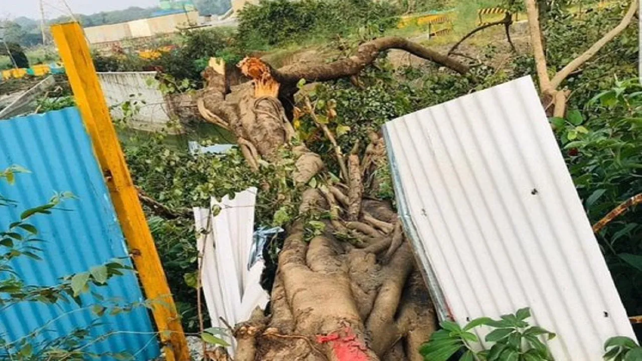 Prohibitory Orders Lifted From Mumbai's Stir-Hit Aarey Colony