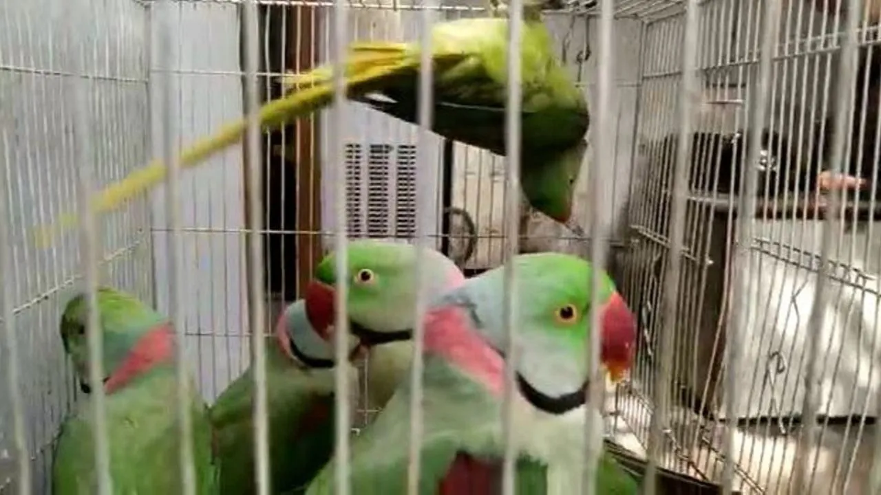 Not FAKE News! In A First, 13 Rescued Parrots Produced Before Delhi Court 