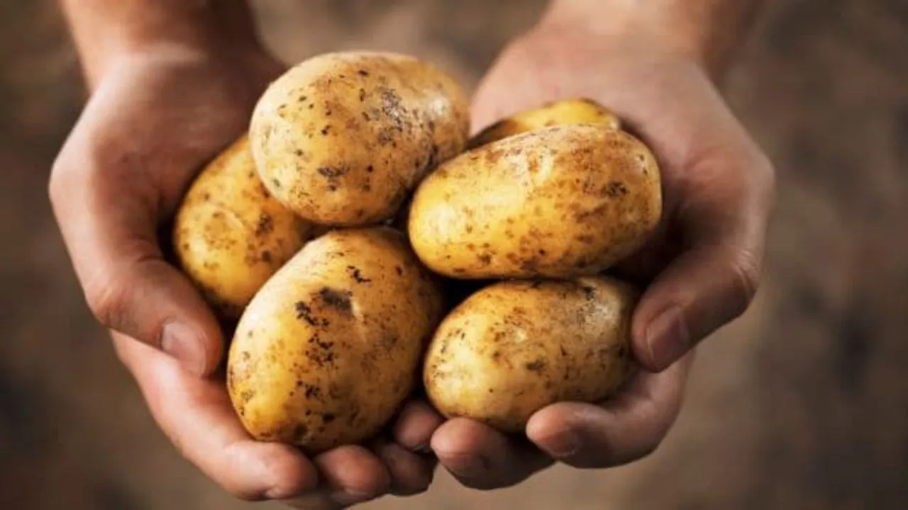 Potato Puree Effective In Boosting Athletic Performance: Study