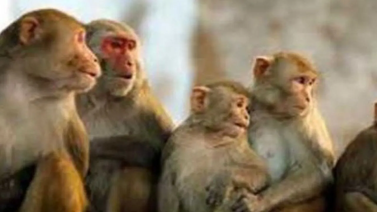 Primate Power! Monkeys Outperform Humans In Cognitive Flexibility: Study