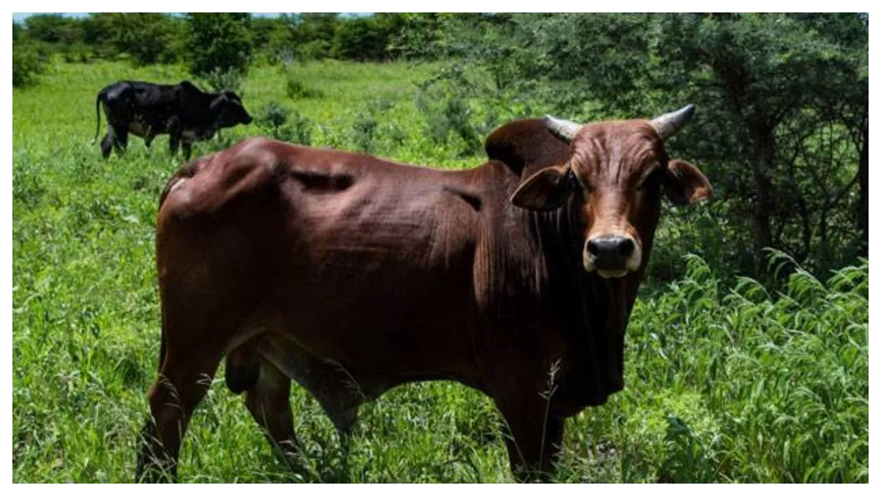 Haryana Family Waiting For Bull To P**p After Animal Swallows Gold Jewellery